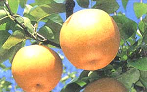 梨の画像