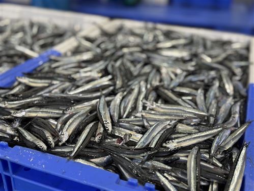 買取金額確定されたキビナゴ