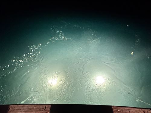 集魚灯でおびき寄せる