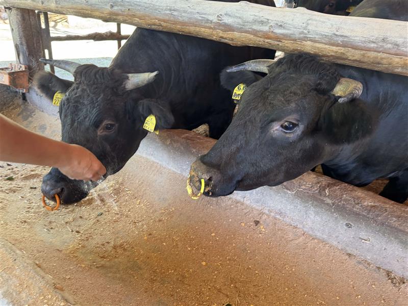 8 餌を食べている牛