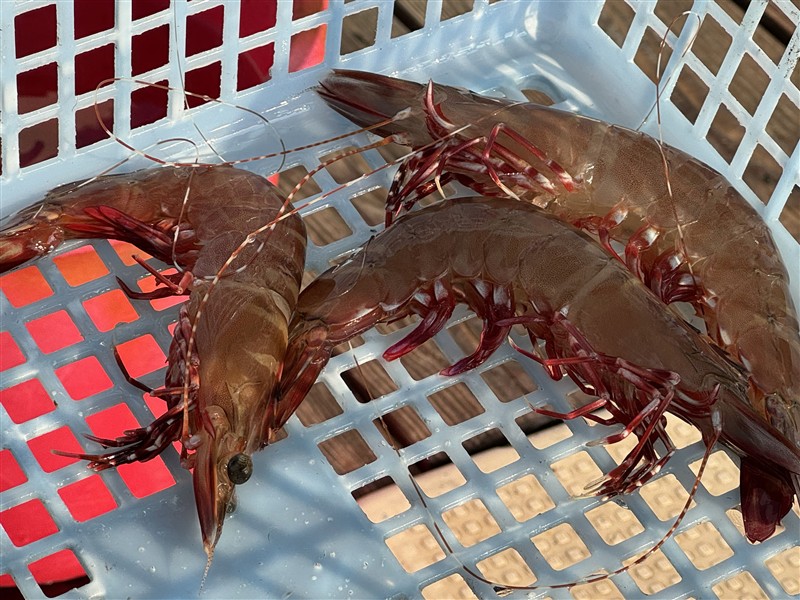 1 アシアカエビ