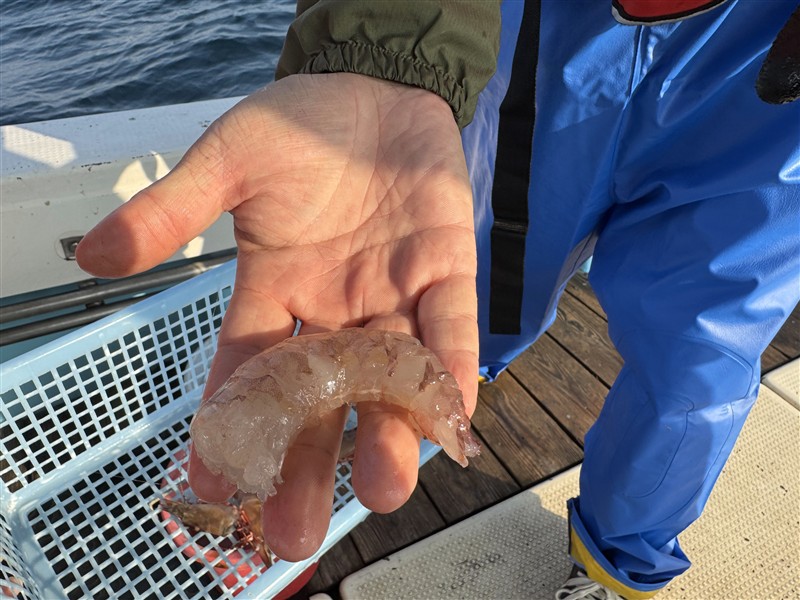 10 手に持っている殻をむいたアシアカエビ