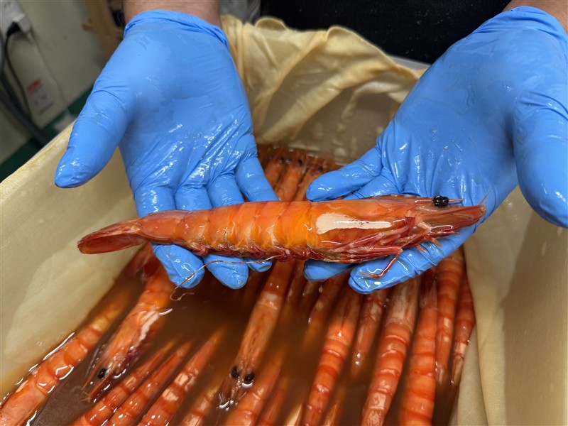 24アシアカエビの味噌漬け