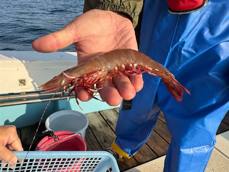 9-手に持っている殻付きのアシアカエビ