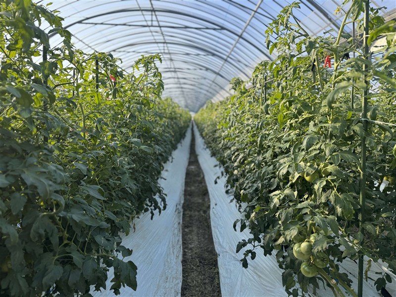 4ビニールハウス内