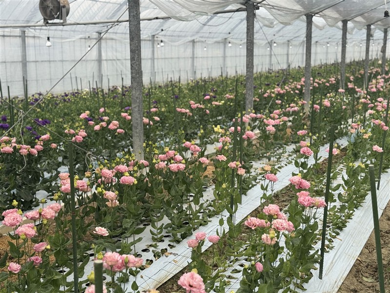 花アップ（ピンク）