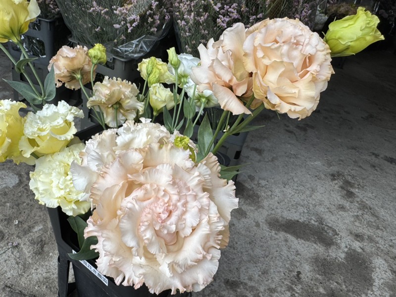 ボヤージュアプリコット