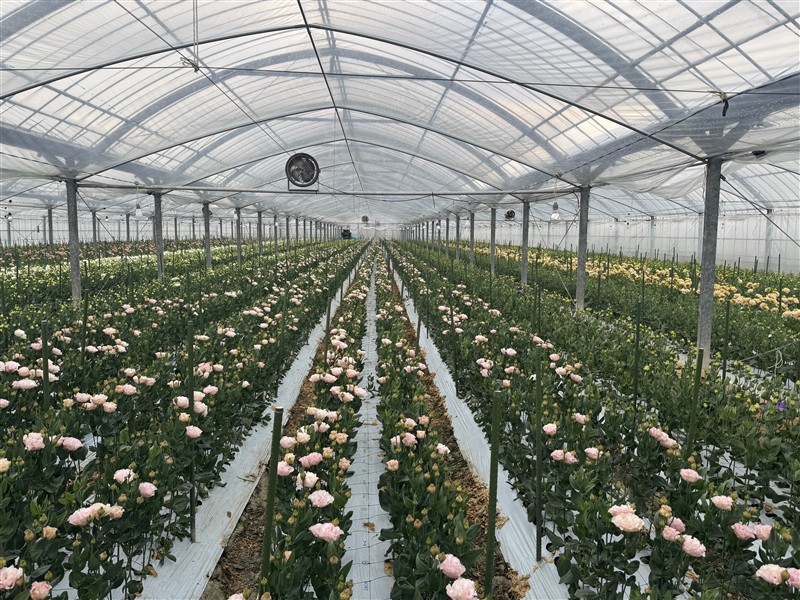 2ハウス内花（全景）