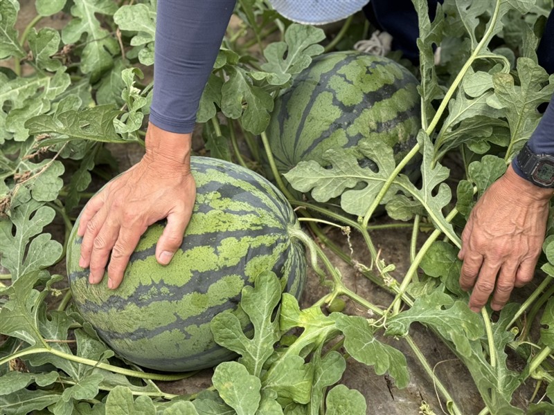スイカ叩く様子