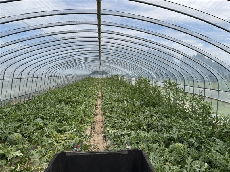 ビニールハウス内