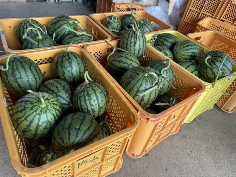 スイカ　コンテナ