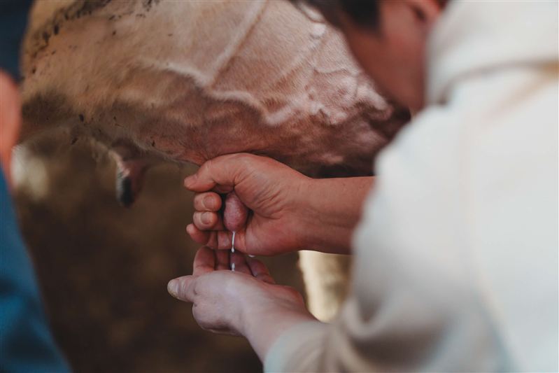 ６　乳しぼり体験