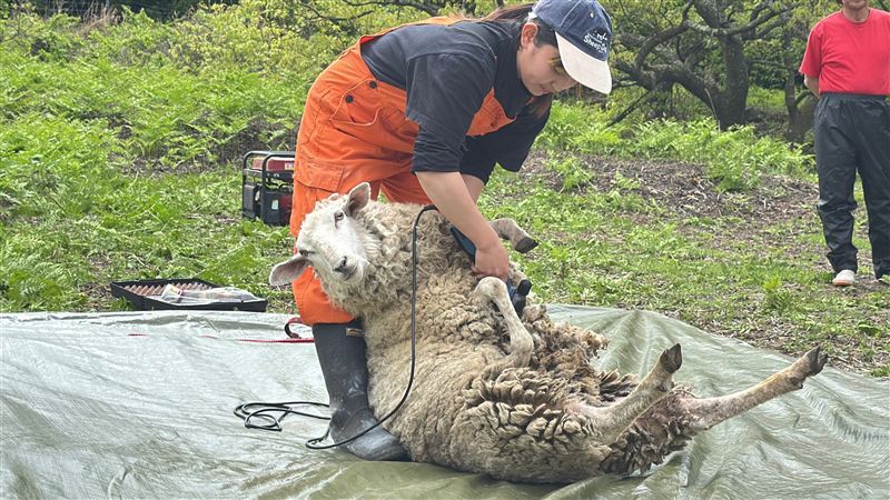 ⑤羊の毛刈り