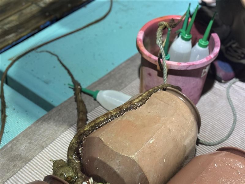 ⑤足だけ出ているタコ