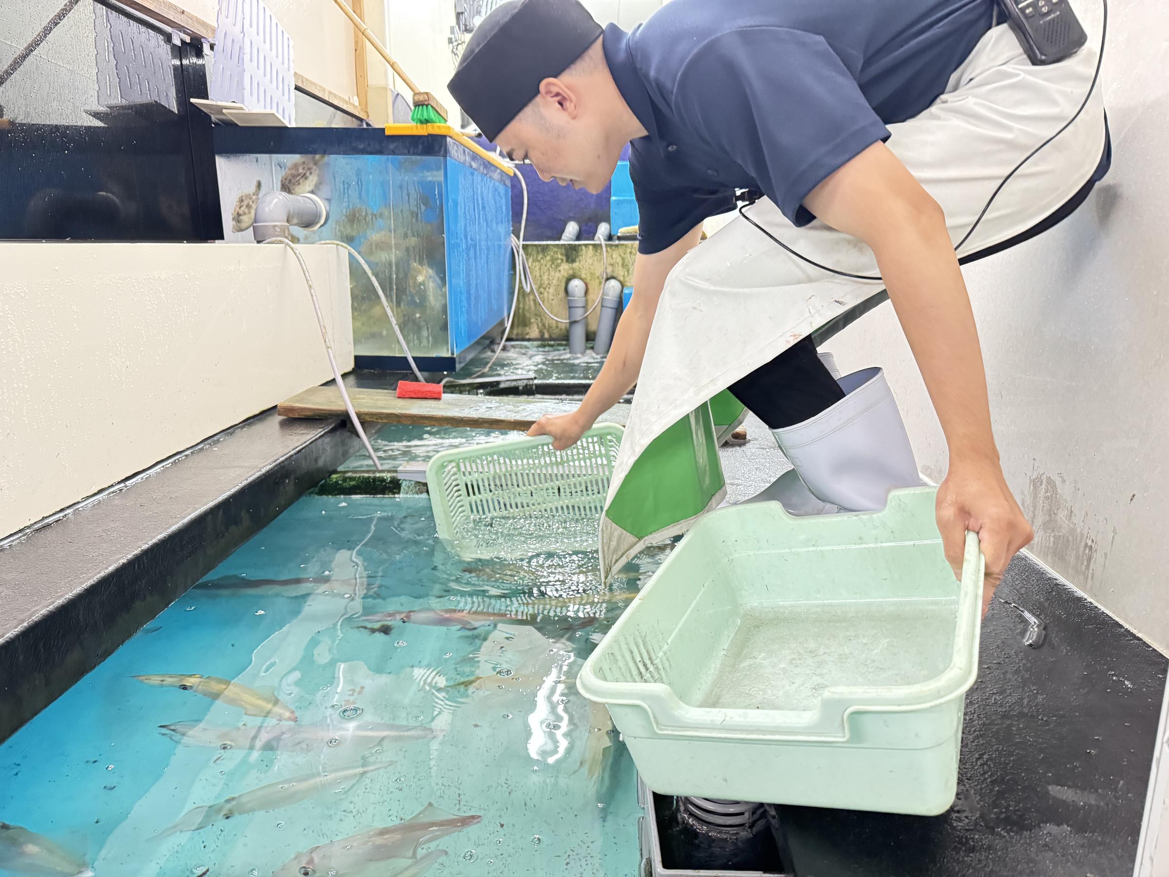 ⑫生簀からイカをすくう従業員