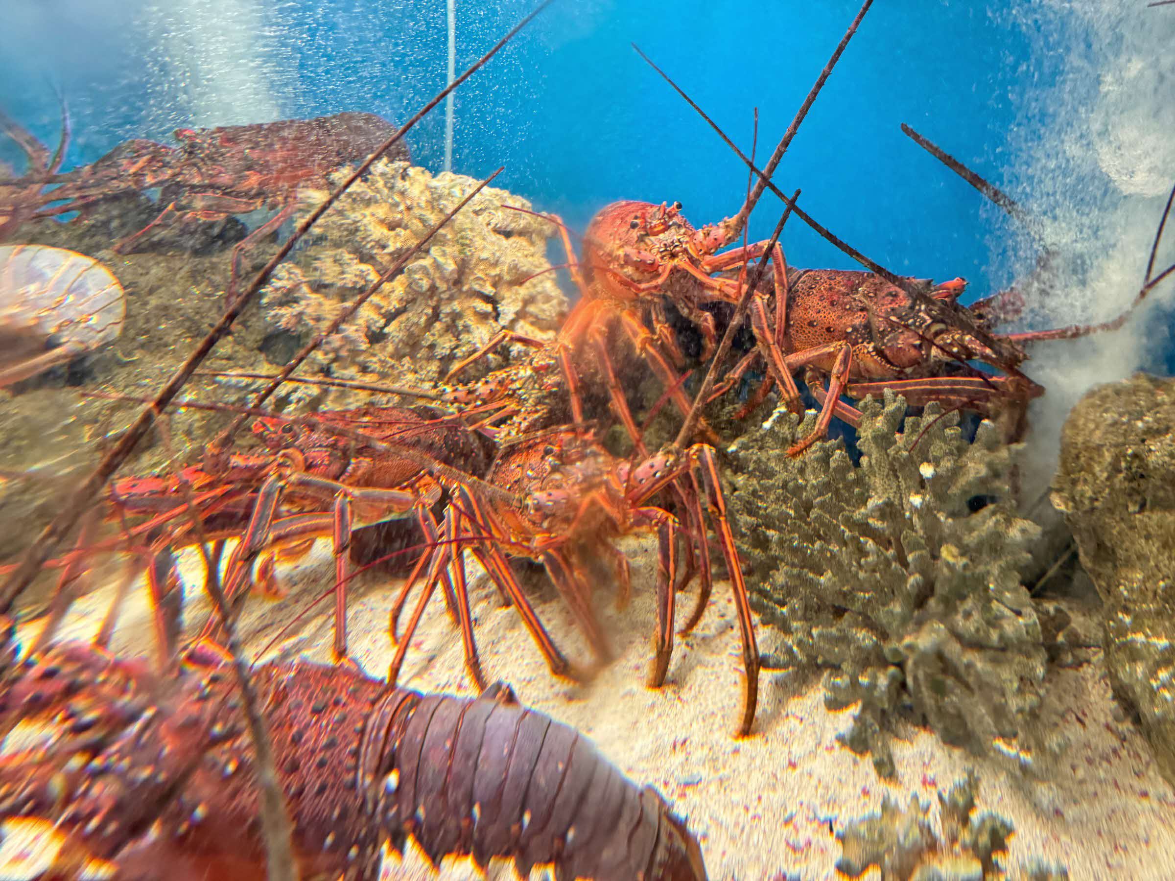 ⑩伊勢海老