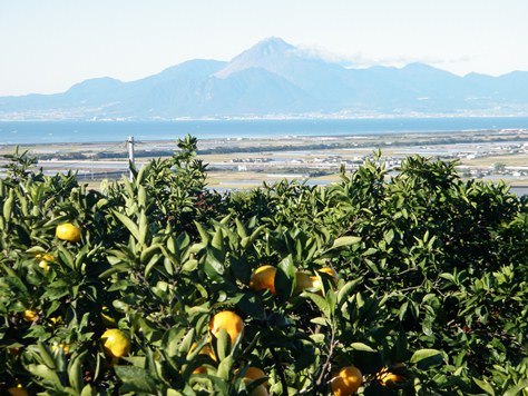 ミカン畑からのながめ　-普賢岳-