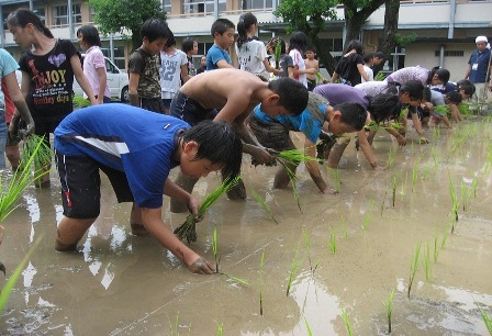 植柳小学校の5年生による田植え風景