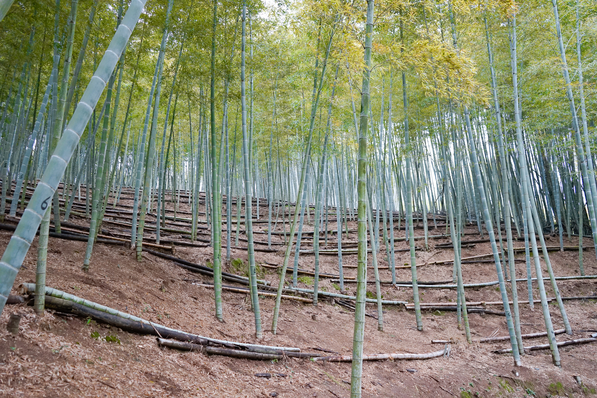 竹林